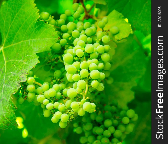 Close up of bunches of green grape on vine in vineyard. Close up of bunches of green grape on vine in vineyard.