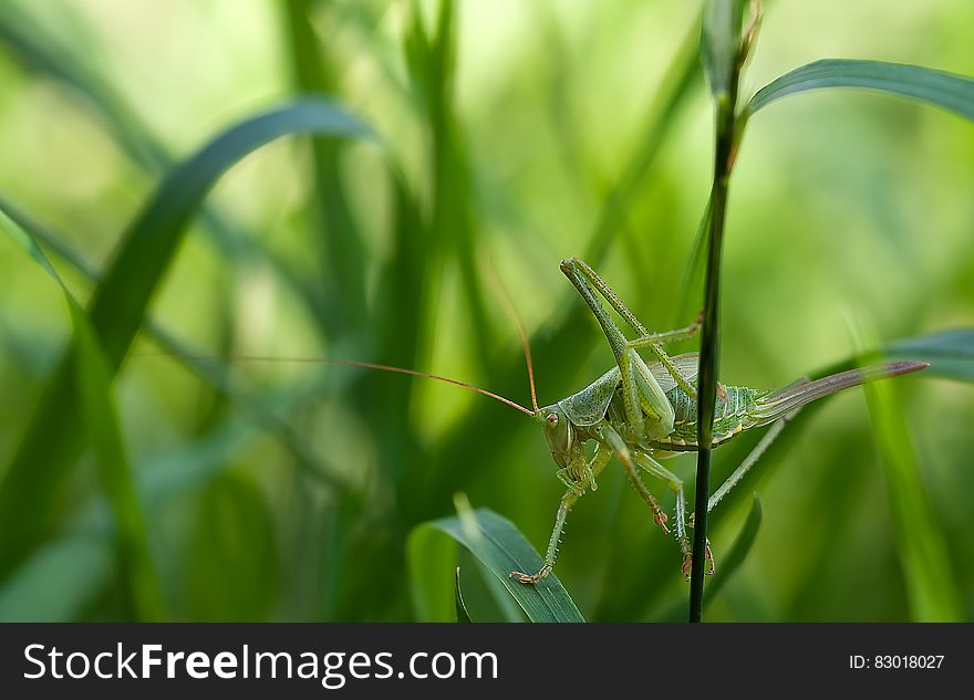 Green Grass Hopper On Green Leaf Grass