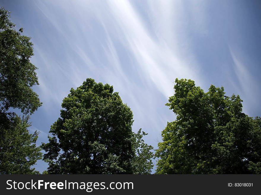 White clouds in blue skies over green tree tops. White clouds in blue skies over green tree tops.