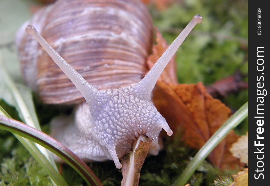 Brow and Purple Snail on Green Grass