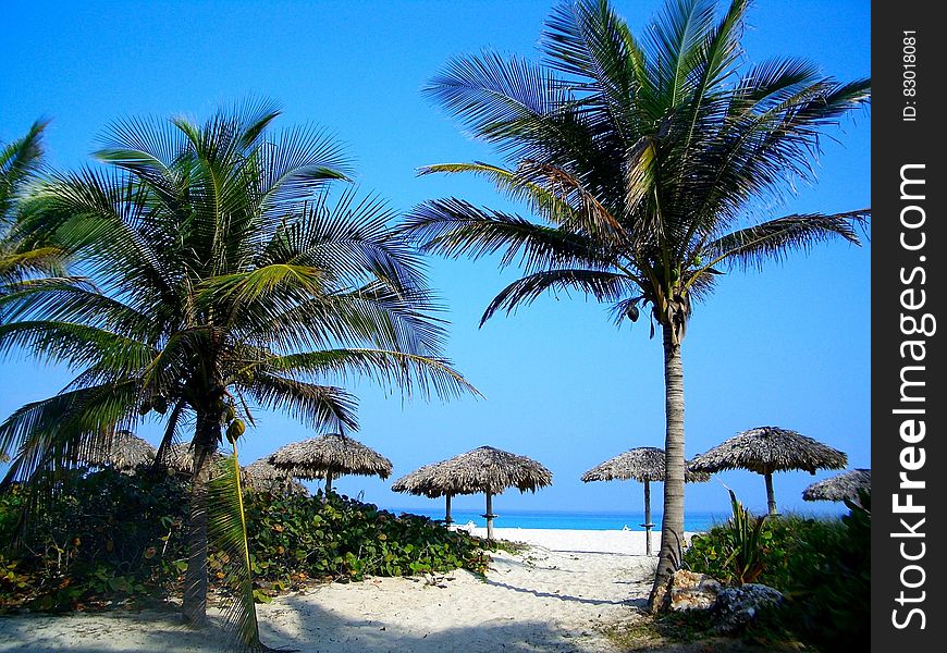 Green And Brown Palm Tree On White Sand