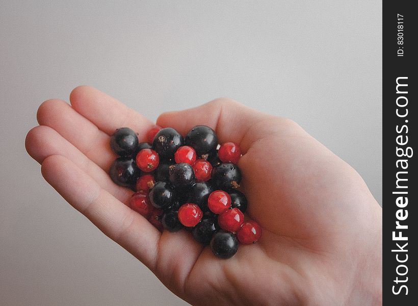Hand holding black and red currants in open palm. Hand holding black and red currants in open palm.