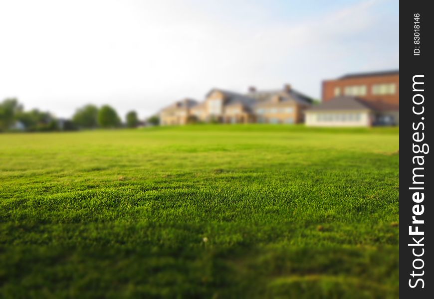 Close up of green lawn outside home on sunny day.