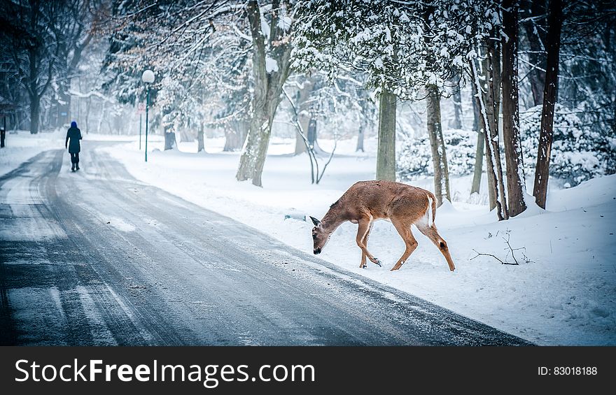 Deer along snowy road through forest behind person walking. Deer along snowy road through forest behind person walking.