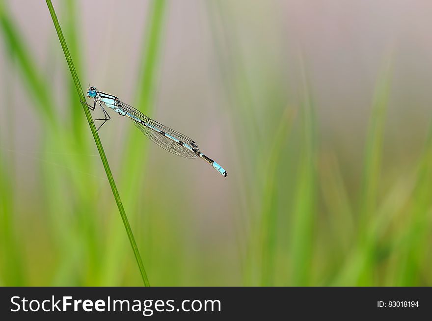 Blue Dragonfly