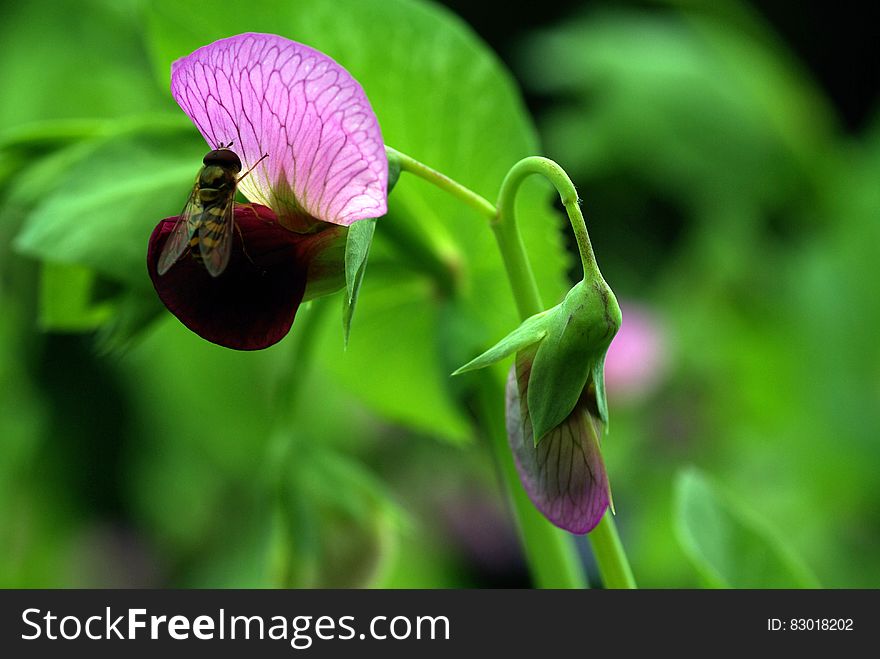 Green And Pink Flower