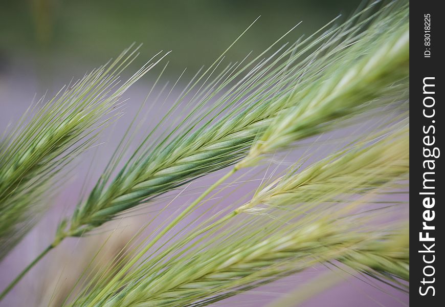 Close up of green cereal grass seeds. Close up of green cereal grass seeds.