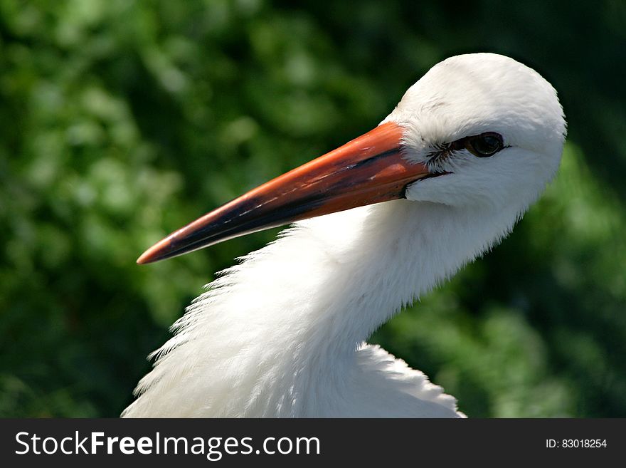 White Bird With Orange Beak