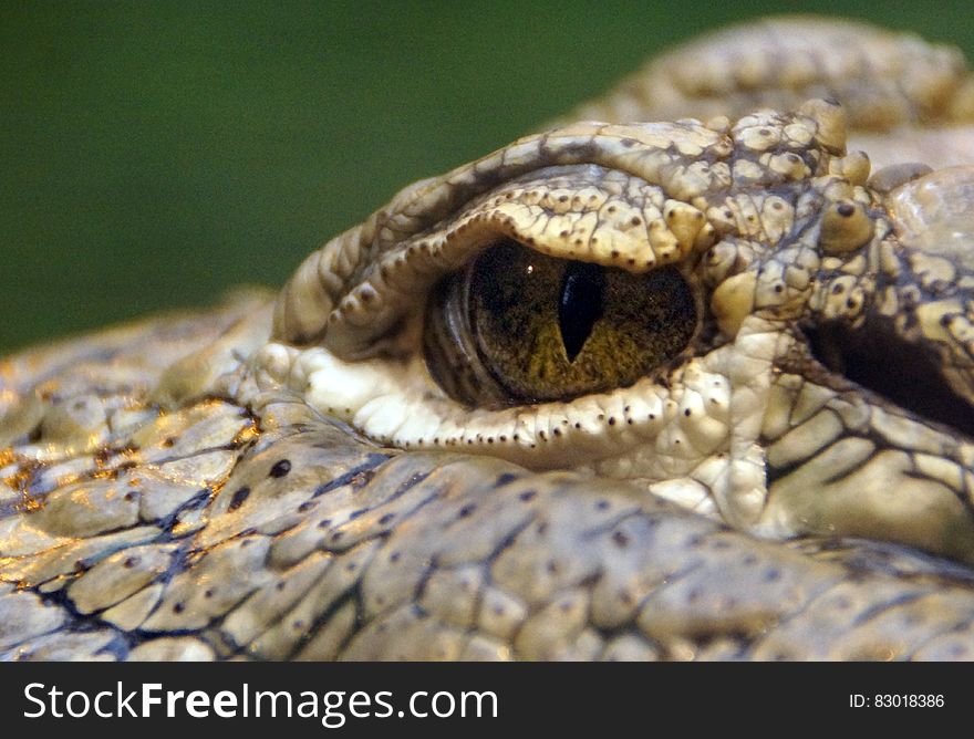 Macro Shot Of Reptile