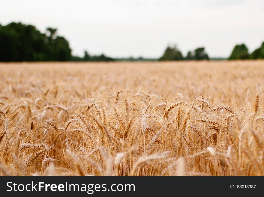 Golden field of wheat in rural field. Golden field of wheat in rural field.