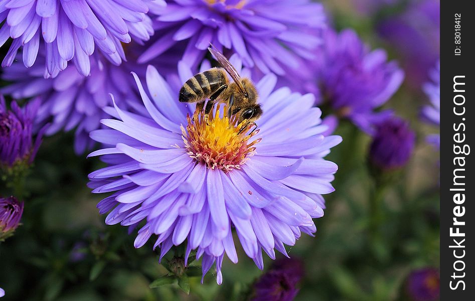 Close Up Photo of Bee on Top of Purple Flower