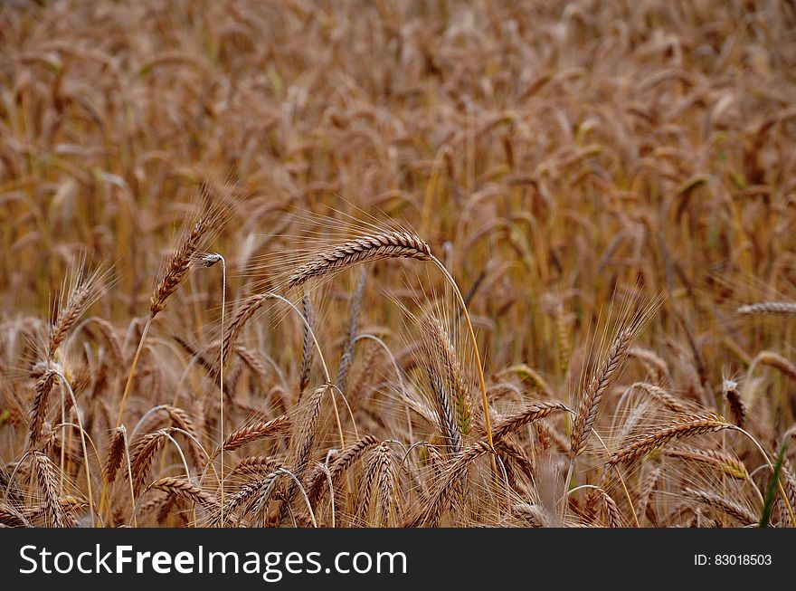 Close up of golden blades of wheat in agricultural field. Close up of golden blades of wheat in agricultural field.
