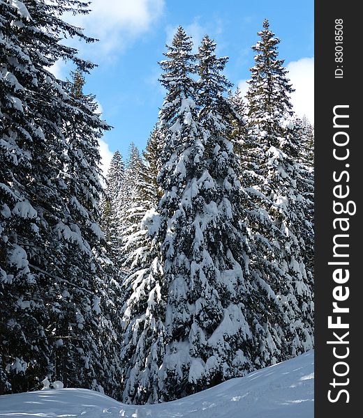 Snow Field With Green Pine Tree Under Blue Sky And White Clouds During Daytime