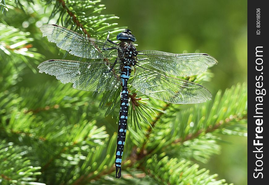 Black Blue and White Dragonfly