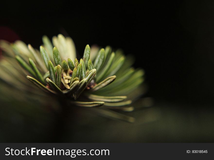 Green Leaf Plant