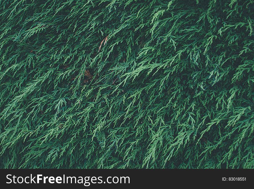 Abstract background close up of green pine branches on sunny day.