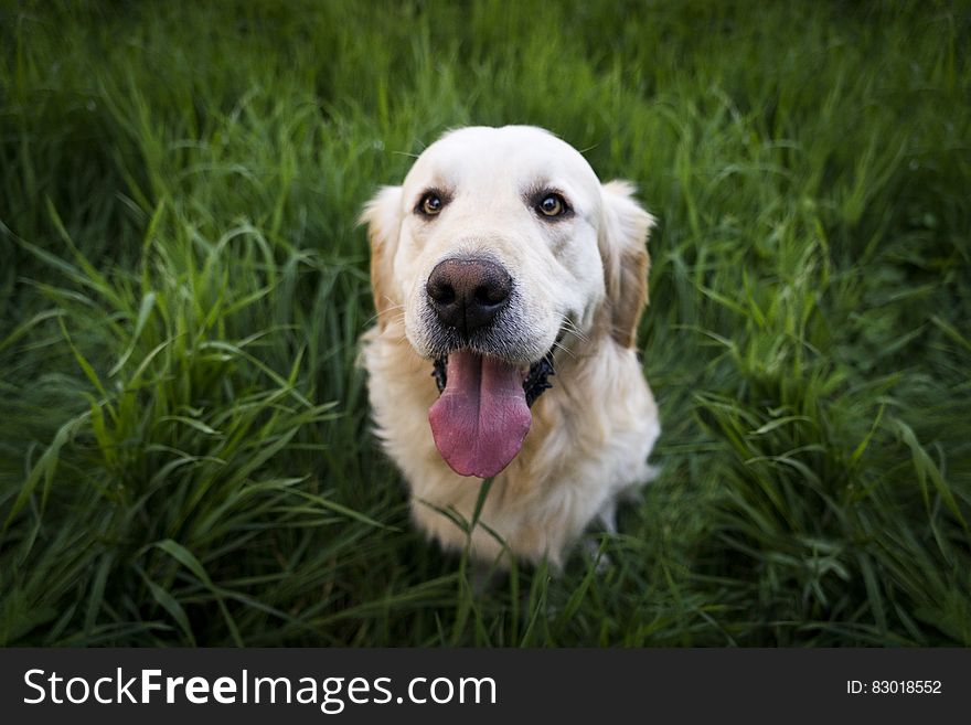 Light Golden Retriever Sitting On Green Grass During Daytime