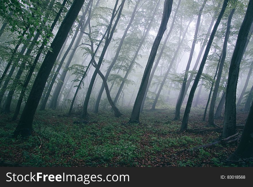 Forest With Thick Fog