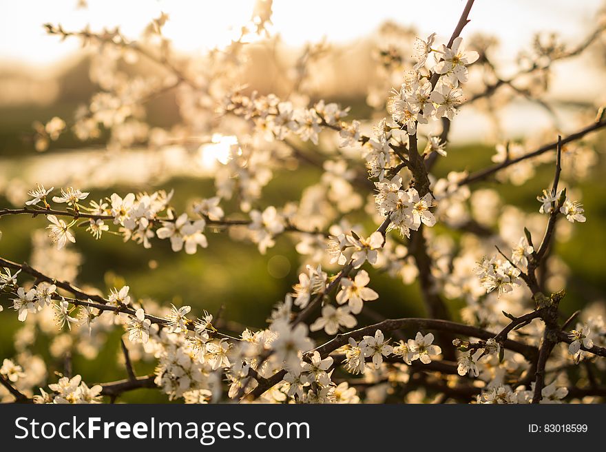 Sunlit blooming branches