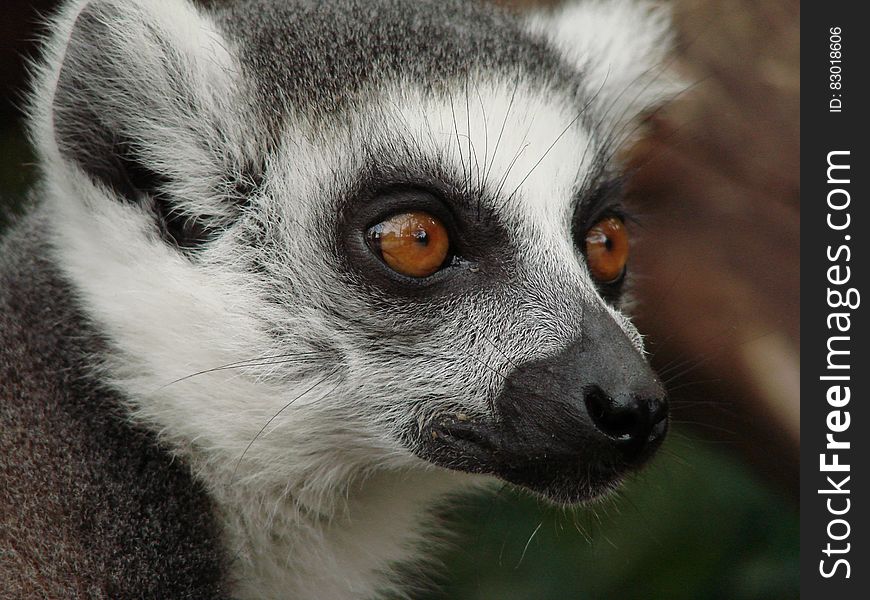 Close Up Photo Of Black And White Animal