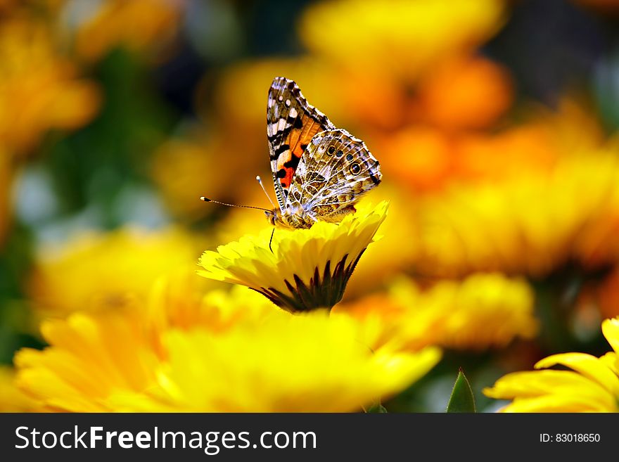Selective Photo Butterfly on Yellow Petaled Flower during Daytime