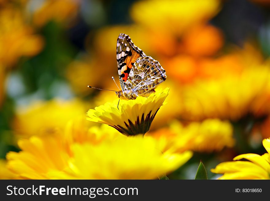 Selective Photo Butterfly On Yellow Petaled Flower During Daytime