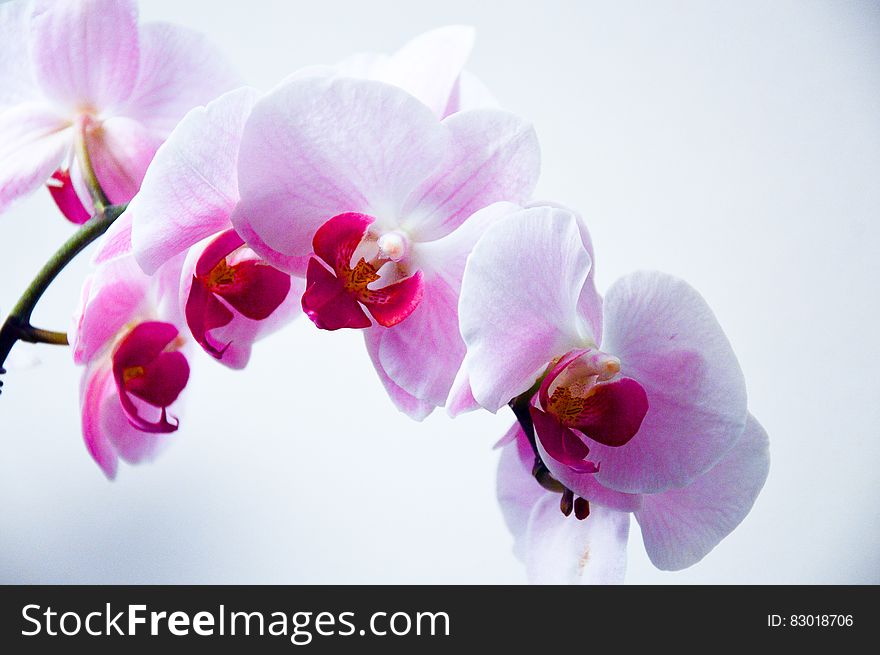 Close up of purple and white orchid flowers on green stem.