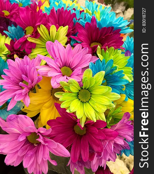 Pink Green Blue Multi Petaled Flowers