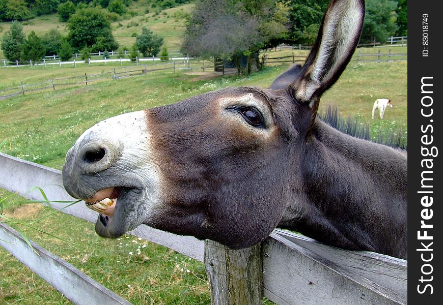 Black and White Donkey Head on a Grey Wooden Fence Nearby Green Grass Field