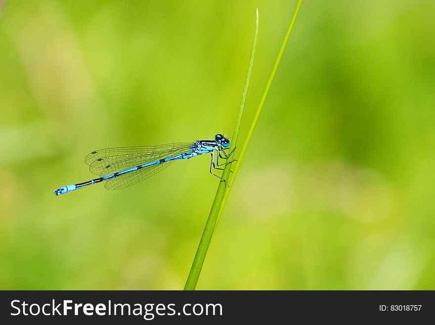 Blue and Black Dragonfly