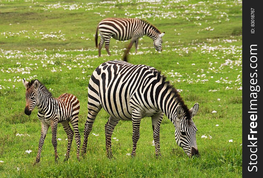 Photo of 3 Zebra on Green Grass Field