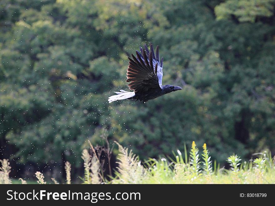 Black Bird Flying Near Green Grass during Daytime