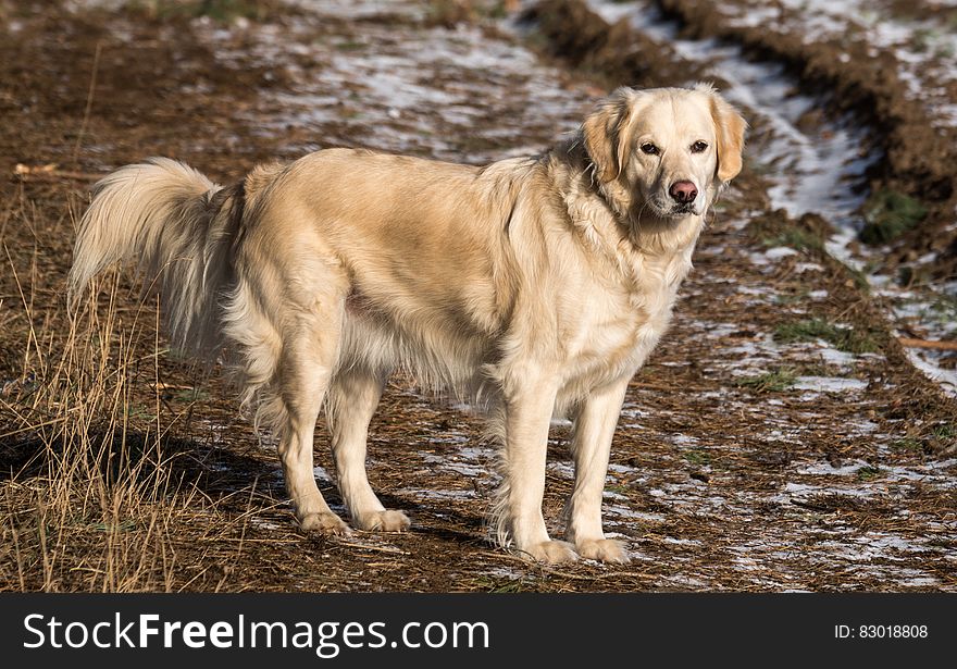 Yellow Labrador Retriever on Green and Brown Grassy Road
