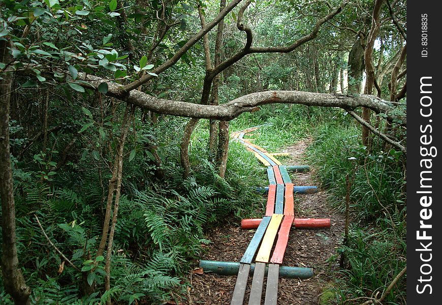 Colorful wooden boards on path through overgrown forest. Colorful wooden boards on path through overgrown forest.