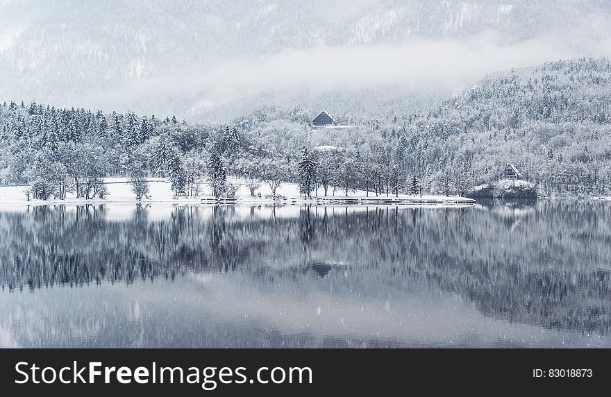 Snow covered trees reflecting in water