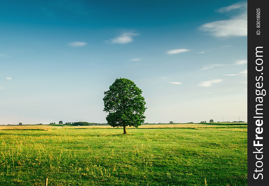 Tall Tree On The Middle Of Green Grass Field During Daytime