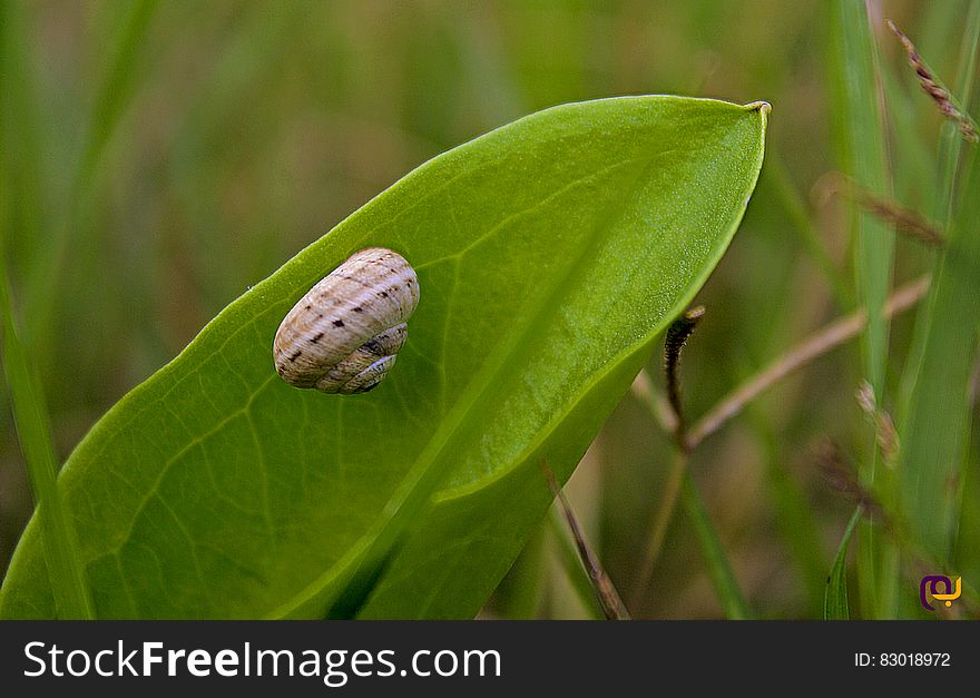 Macro Photo of Brown Snail on Green Leaf