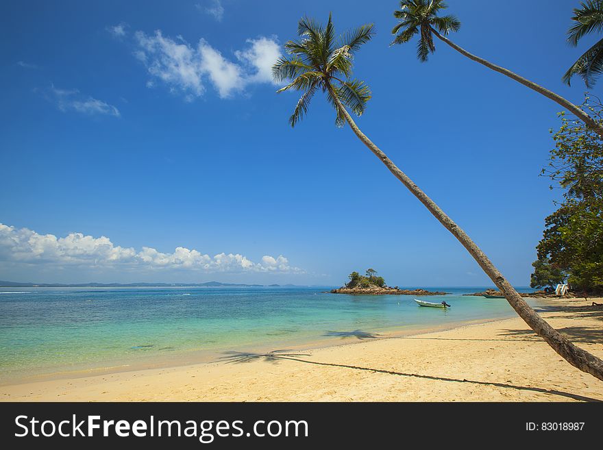 Green Coconut Palm Beside Seashore Under Blue Calm Sky during Daytime