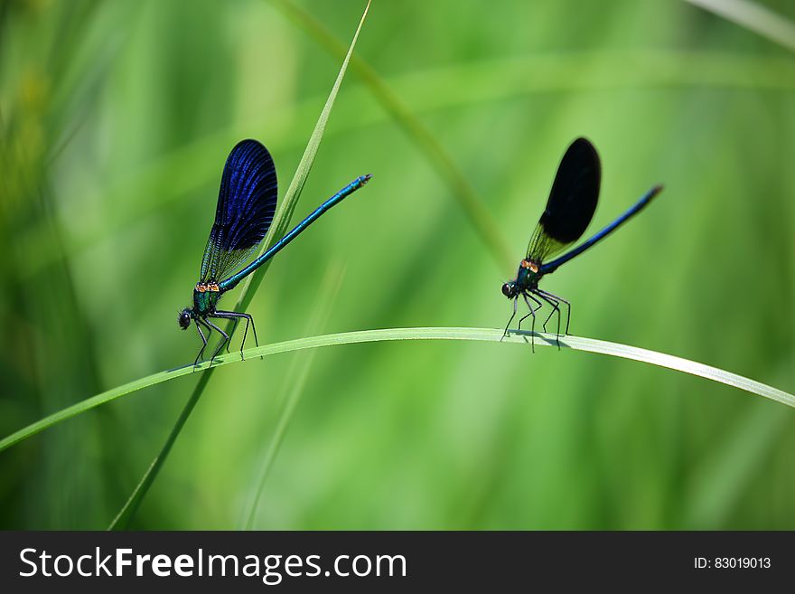 Blue Green and Black Dragonfly on Green Grass