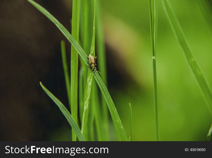 Close up of green blade of grass on sunny day. Close up of green blade of grass on sunny day.