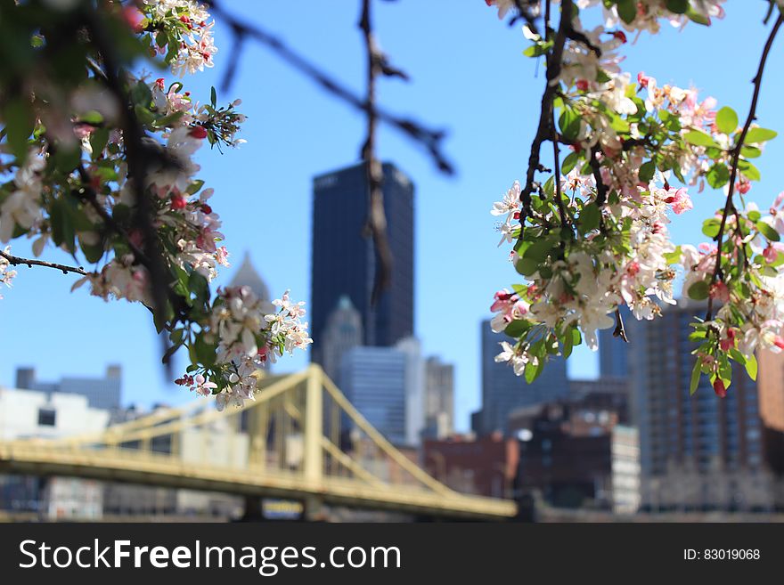 White Flowers on Tree Branch in Front of Building Structures during Day Time