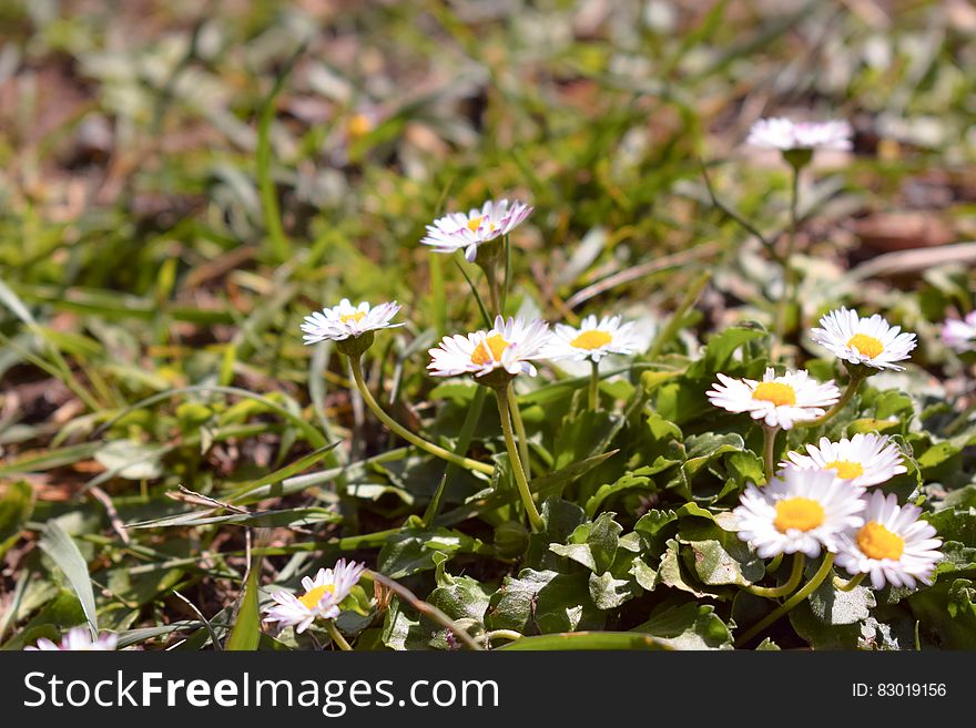 Yellow and White Petaled Flowers during Daytime