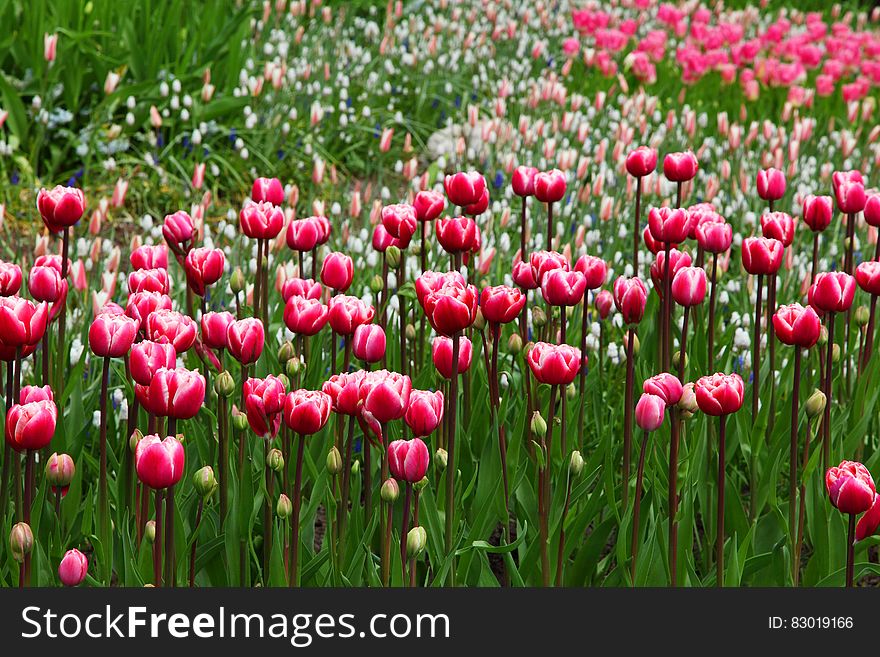 Field of colorful tulips on green stems on sunny day. Field of colorful tulips on green stems on sunny day.