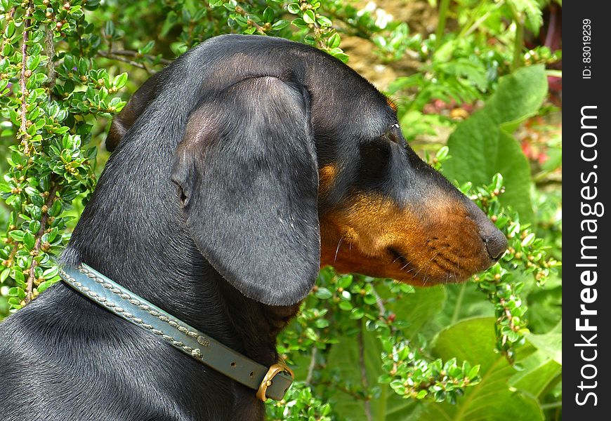 Portrait of dachshund dog outside on sunny day.