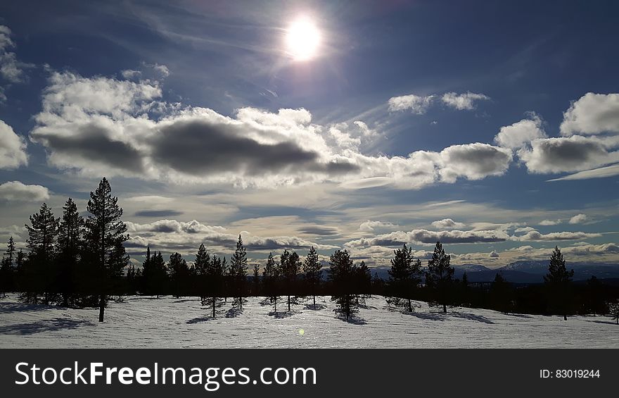 Snowfield With Trees over Clear Blue Skies during Day Time