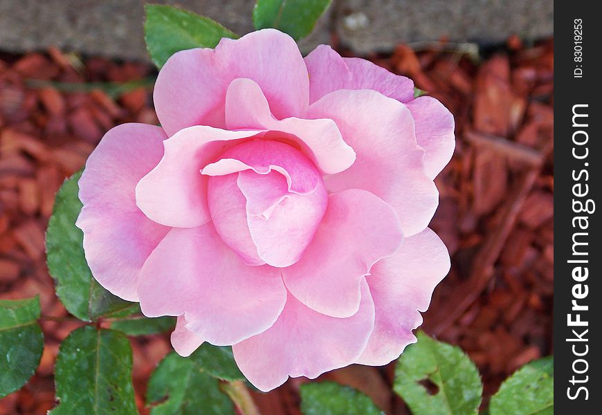 Close up of pink flower blossom in sunny garden.