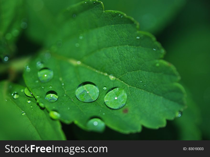 Close up of water drops on green leaves in garden. Close up of water drops on green leaves in garden.