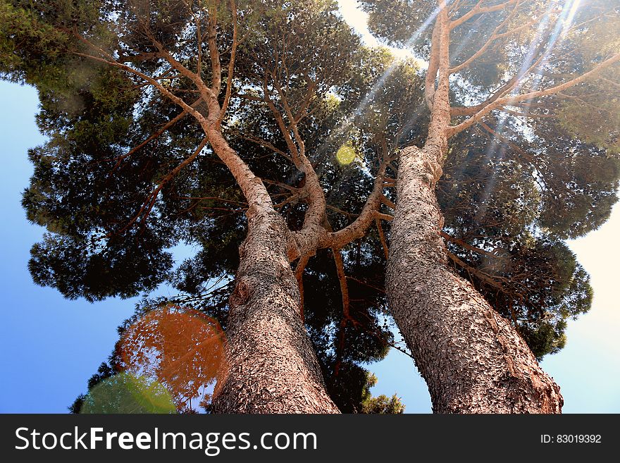 Sun flare and rays through top of green leafy tree. Sun flare and rays through top of green leafy tree.