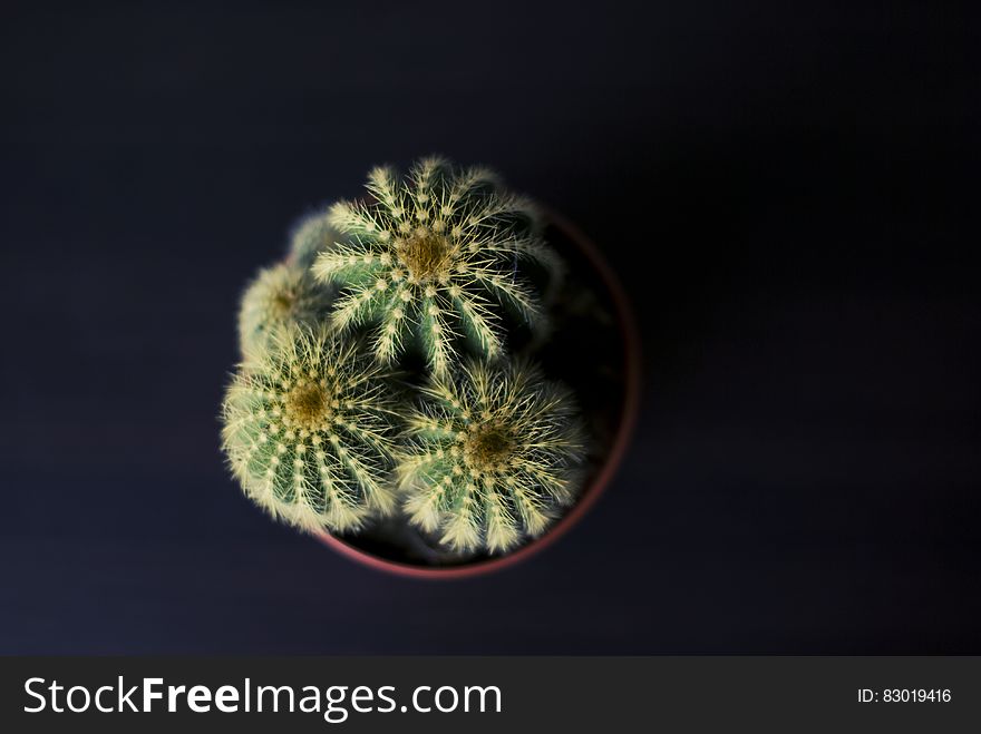 Close up overhead shot of cactus plant in pot on black.