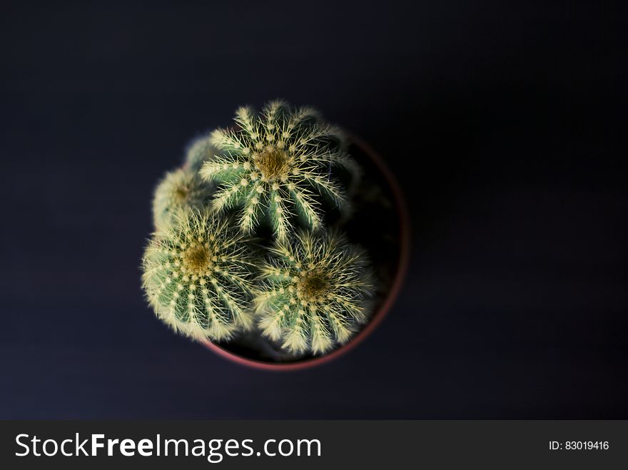 Cactus plant